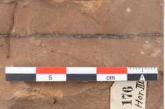 Foto (Detailansicht) von Glyptostrobus europaeus Brongniart (NHMW-GEO-2024-0188-0176)